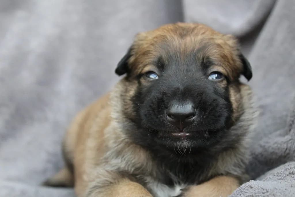 “A” Litter photo 48