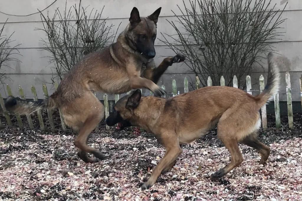 “A” Litter photo 161