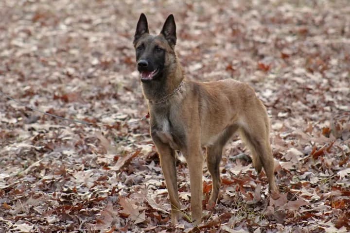 “A” Litter photo 180
