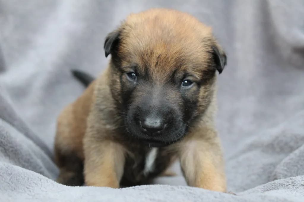 “A” Litter photo 35