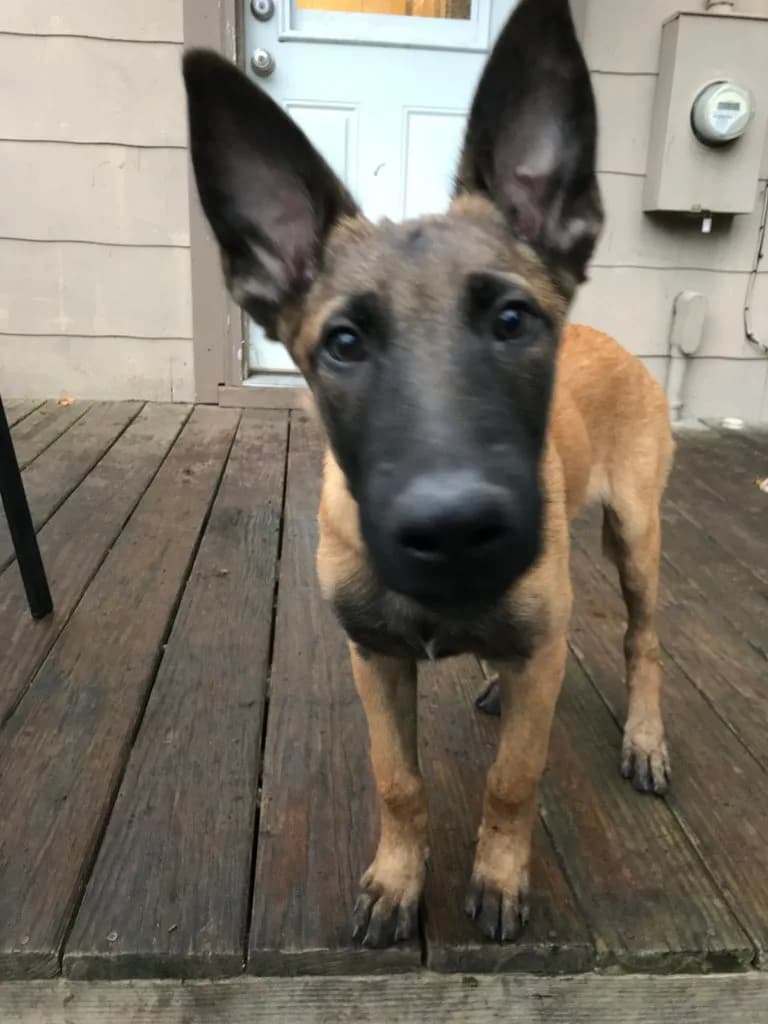 “A” Litter photo 83
