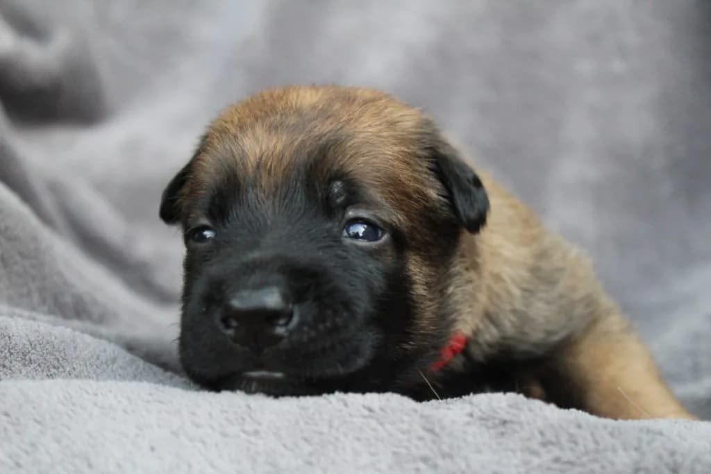 “A” Litter photo 53