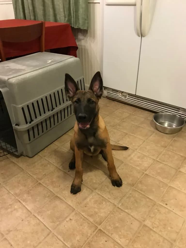 “A” Litter photo 81