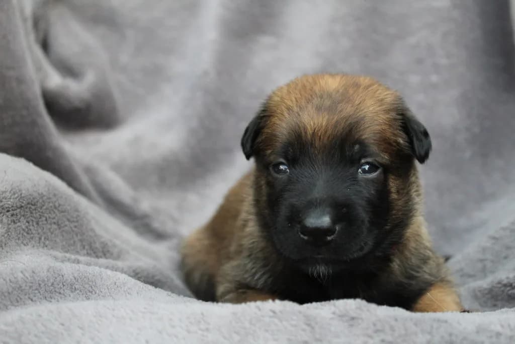 “A” Litter photo 56