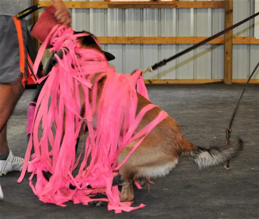 Whiplash’s Arrows At The Ready photo 21