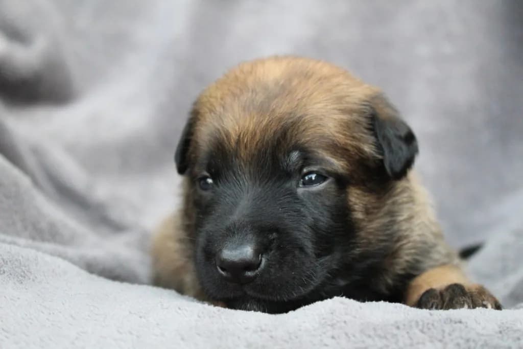 “A” Litter photo 52