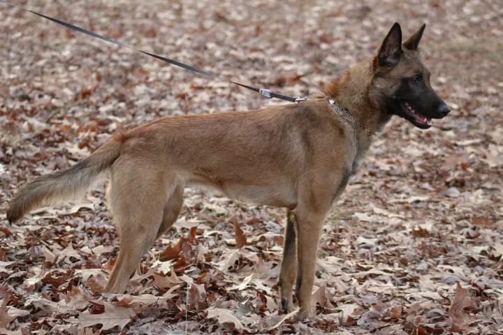 “A” Litter photo 181