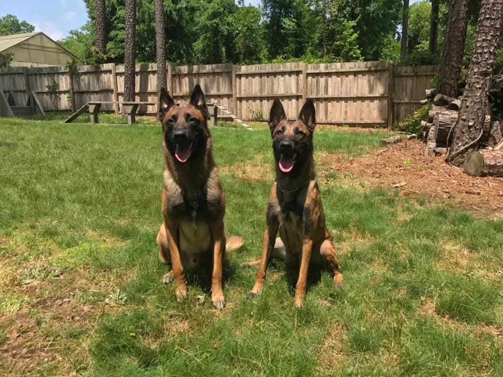 “A” Litter photo 1