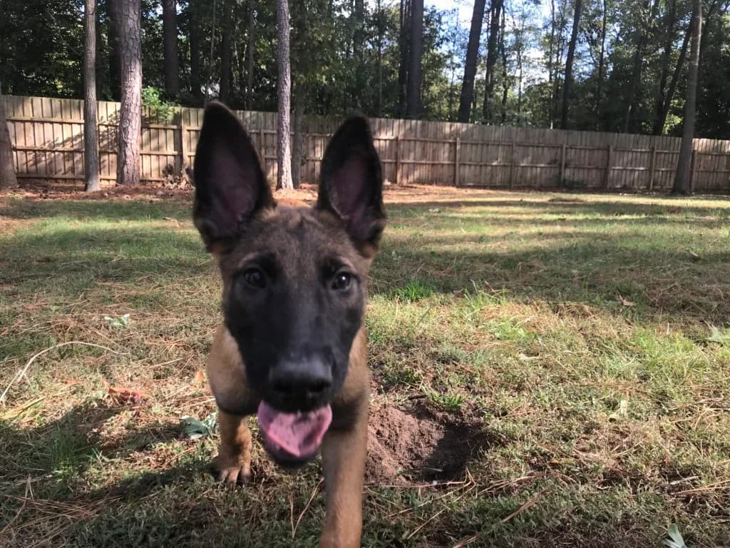 “A” Litter photo 79