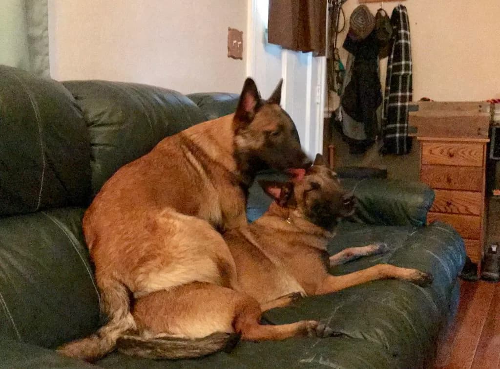 “A” Litter photo 112