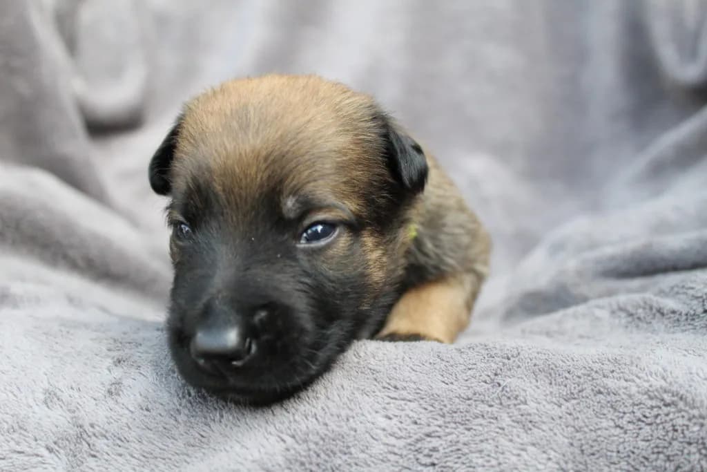 “A” Litter photo 64