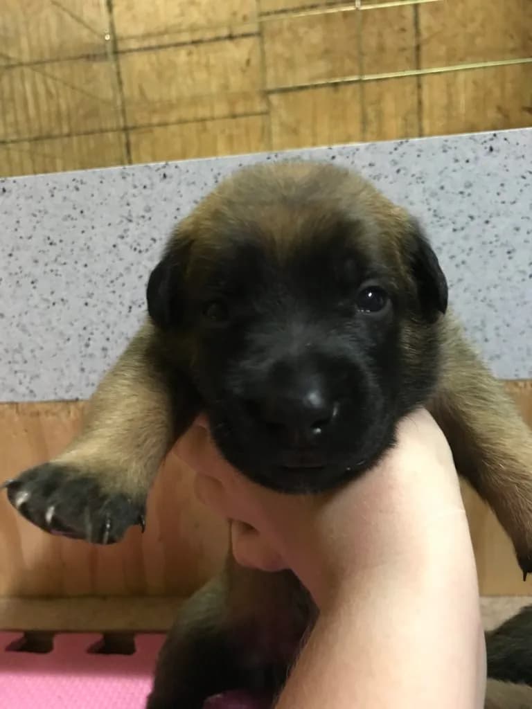 “A” Litter photo 32