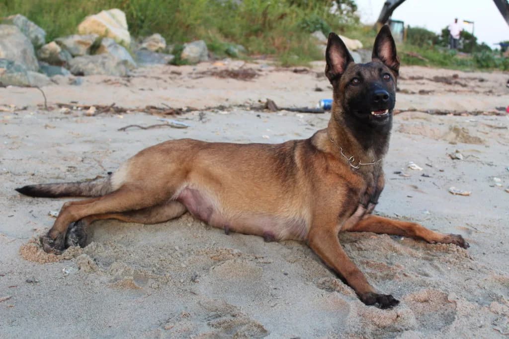 “A” Litter photo 21