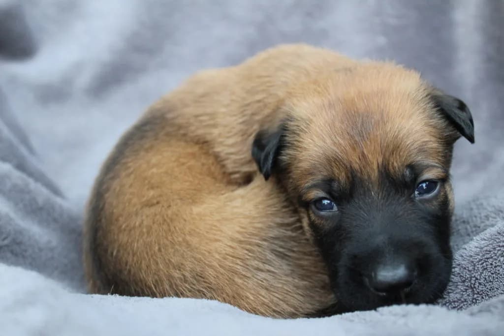 “A” Litter photo 34