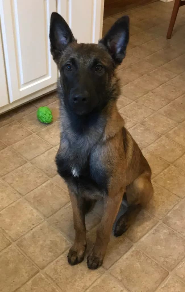 “A” Litter photo 105