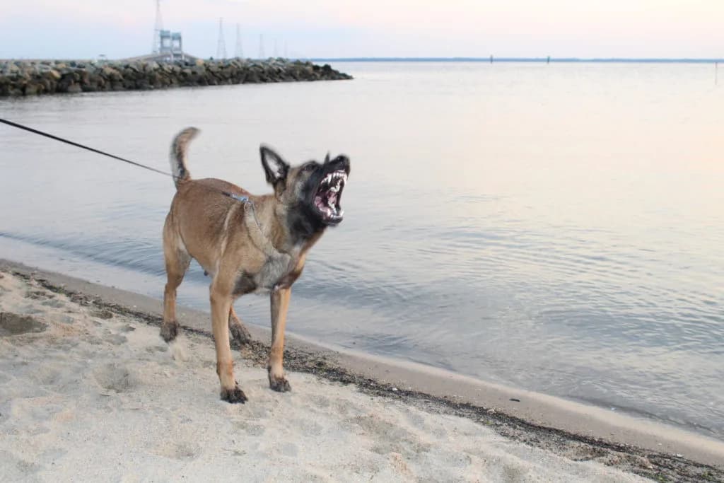 “A” Litter photo 18