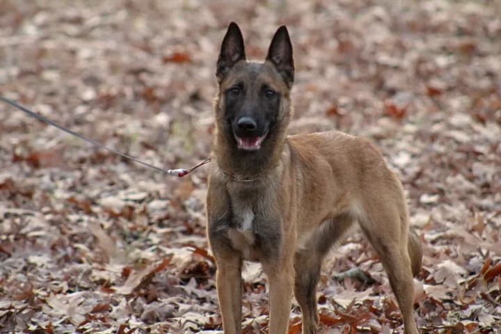 “A” Litter photo 177