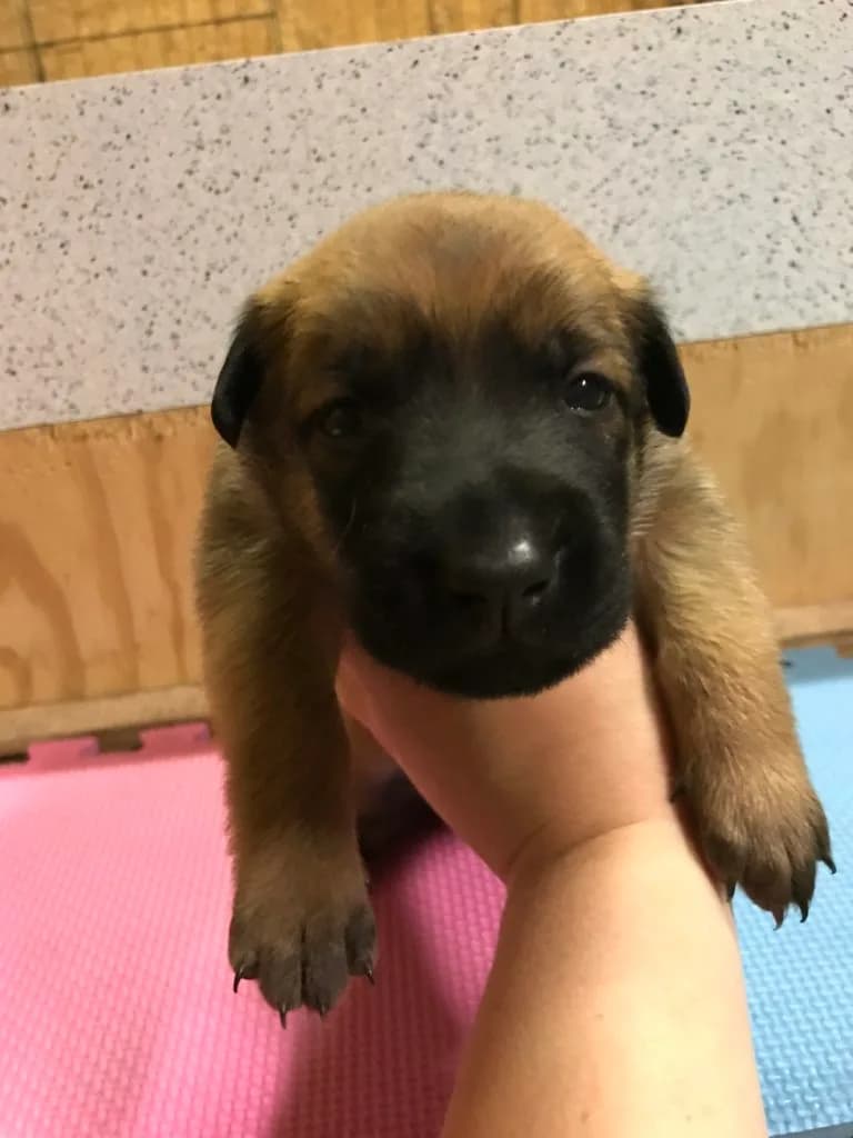 “A” Litter photo 27