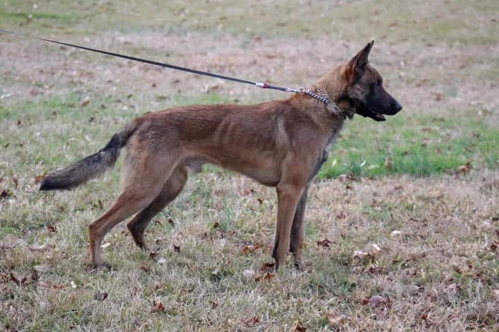 “A” Litter photo 175