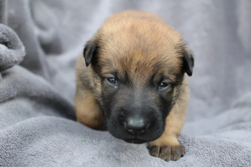 “A” Litter photo 37