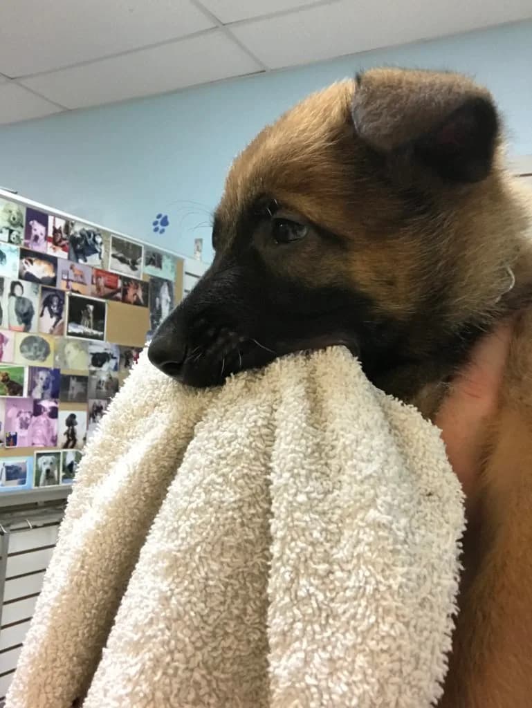 “A” Litter photo 70