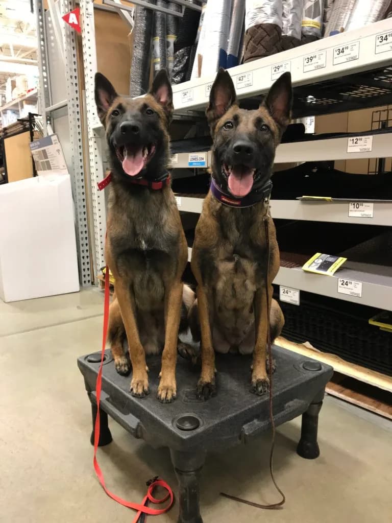 “A” Litter photo 155