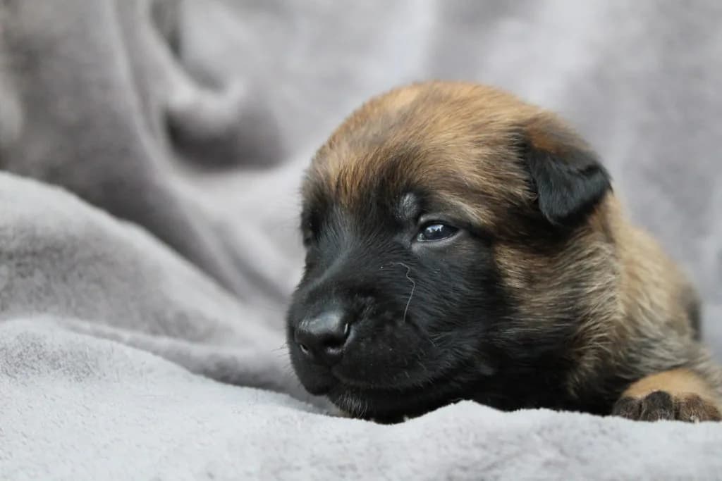 “A” Litter photo 54