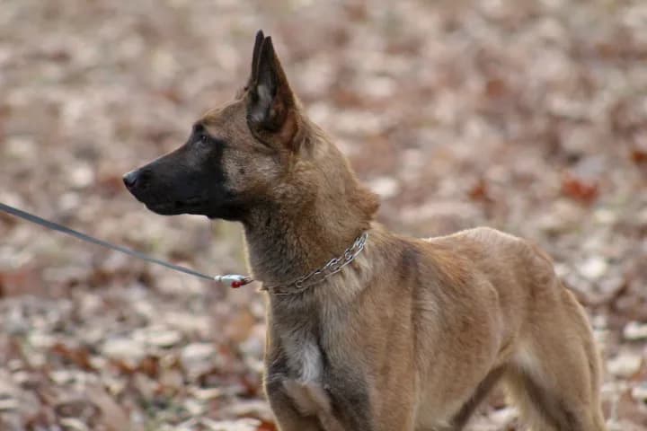 “A” Litter photo 179