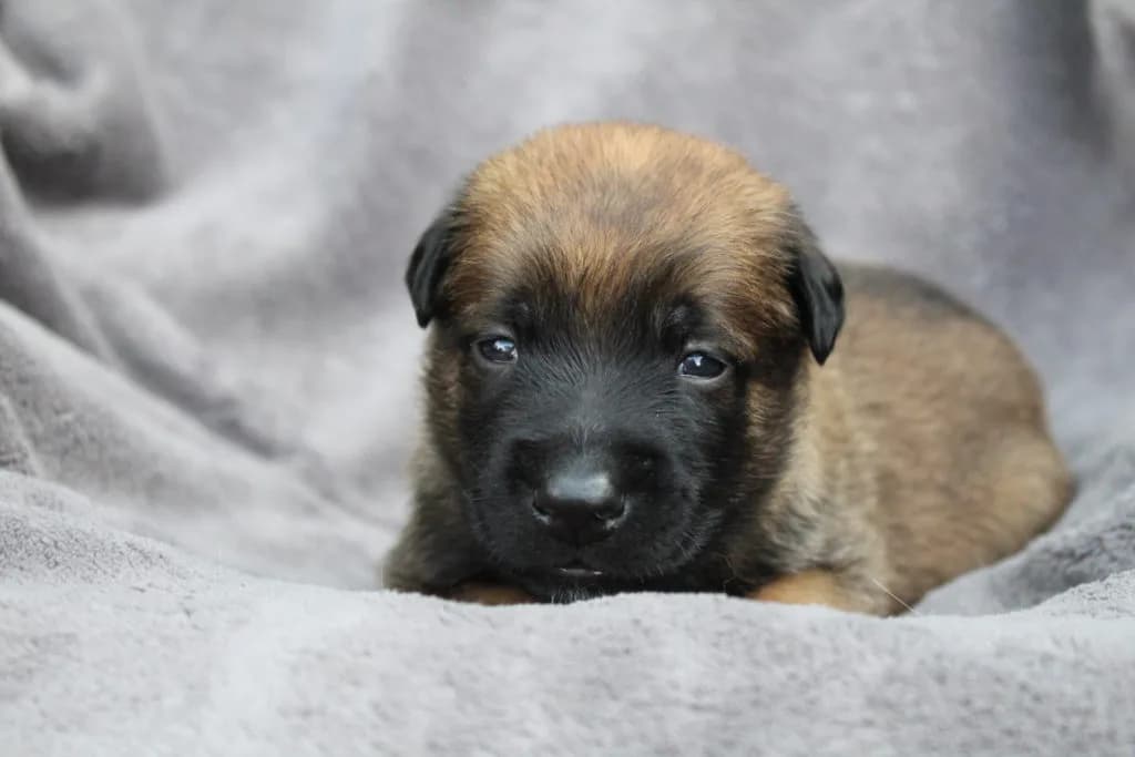 “A” Litter photo 57