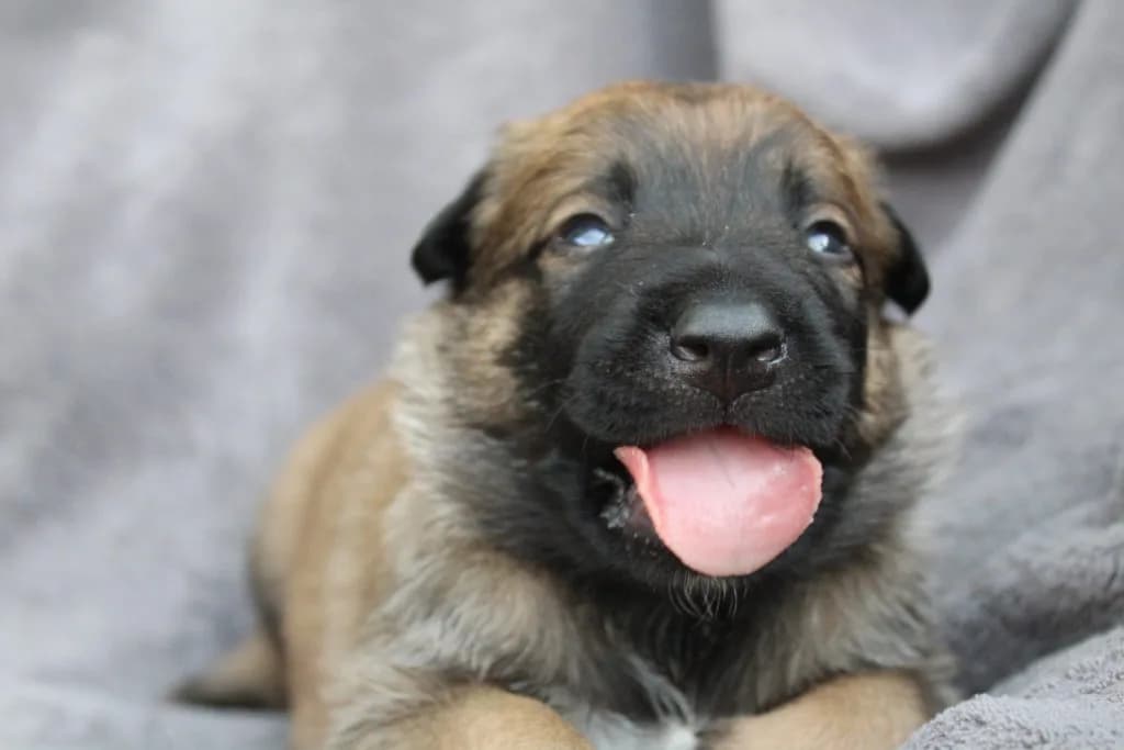 “A” Litter photo 46