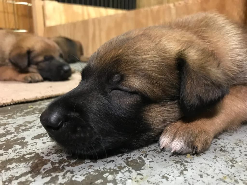 “A” Litter photo 67