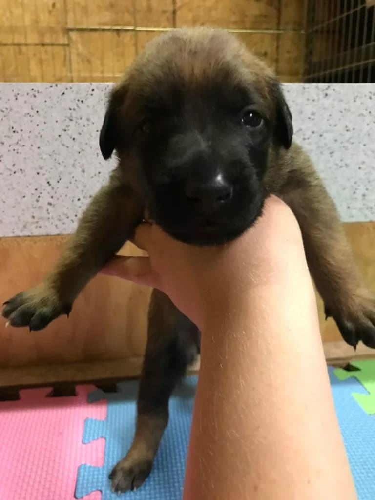 “A” Litter photo 29