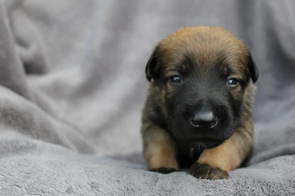 “A” Litter photo 62