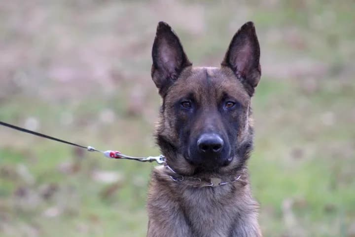 “A” Litter photo 182