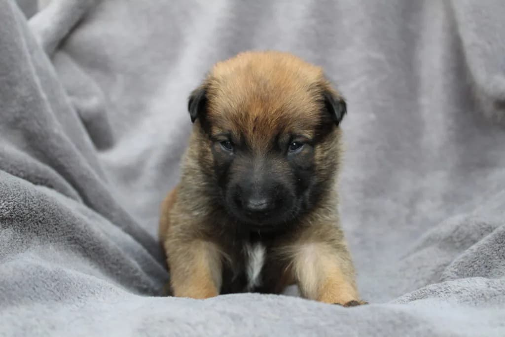 “A” Litter photo 36