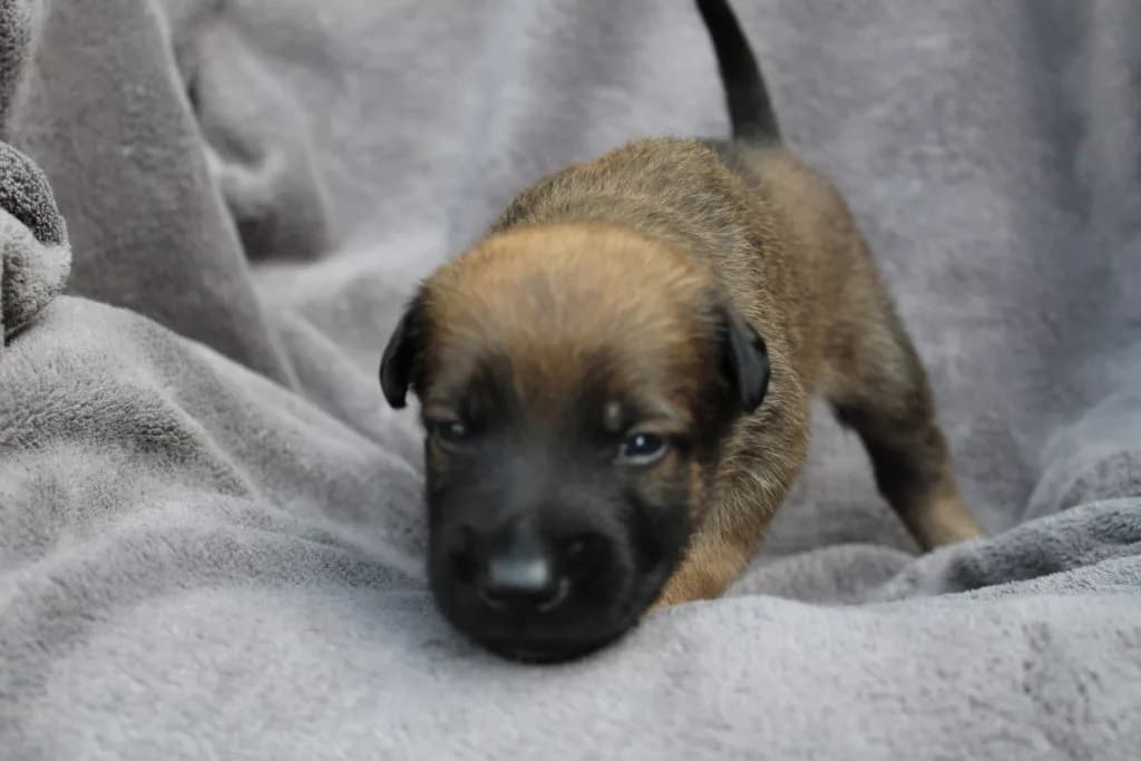 “A” Litter photo 60