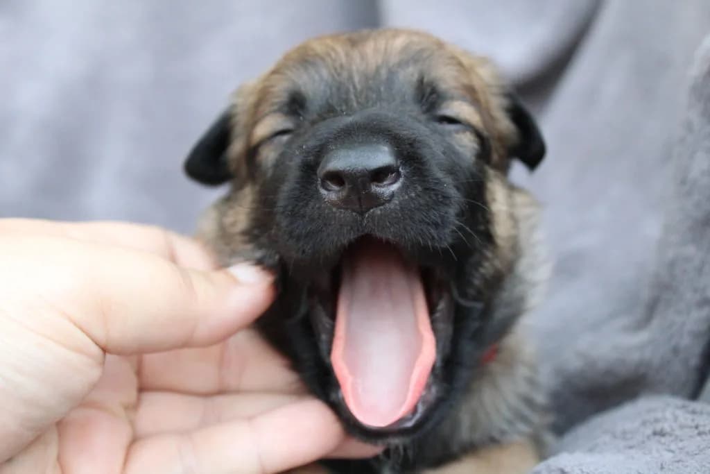 “A” Litter photo 42