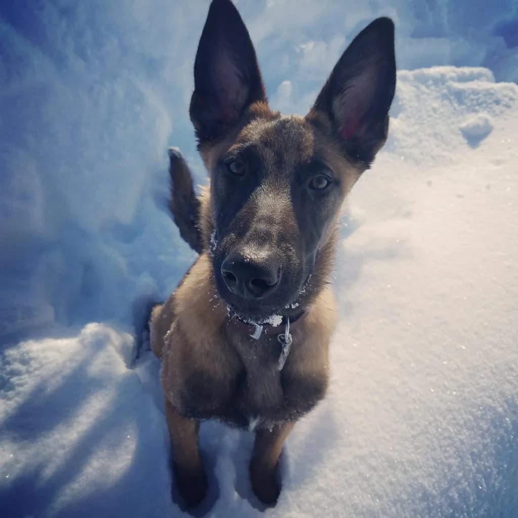 “A” Litter photo 102