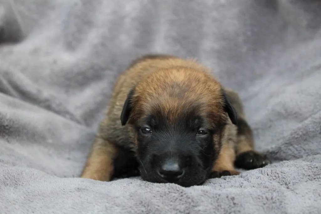“A” Litter photo 51
