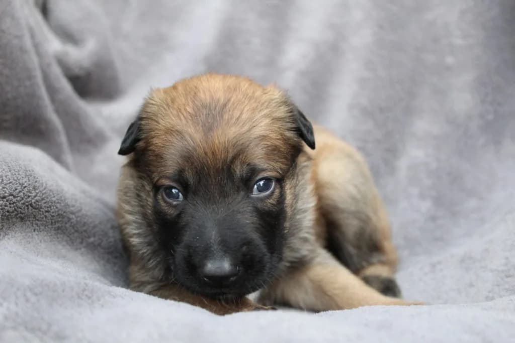 “A” Litter photo 41