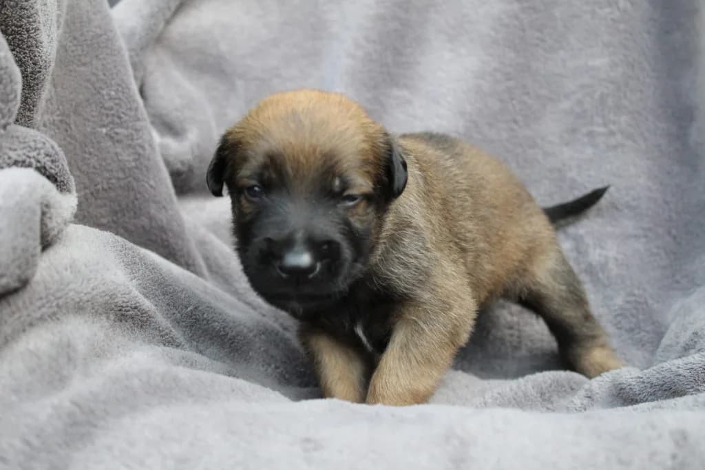 “A” Litter photo 59