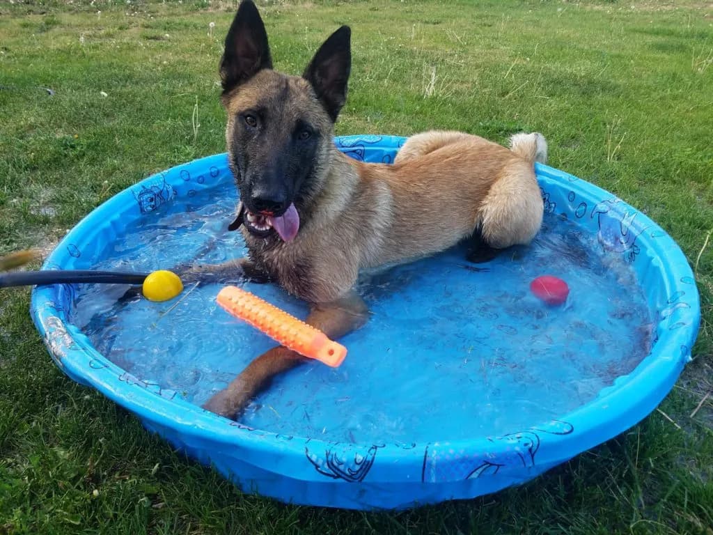 “A” Litter photo 122