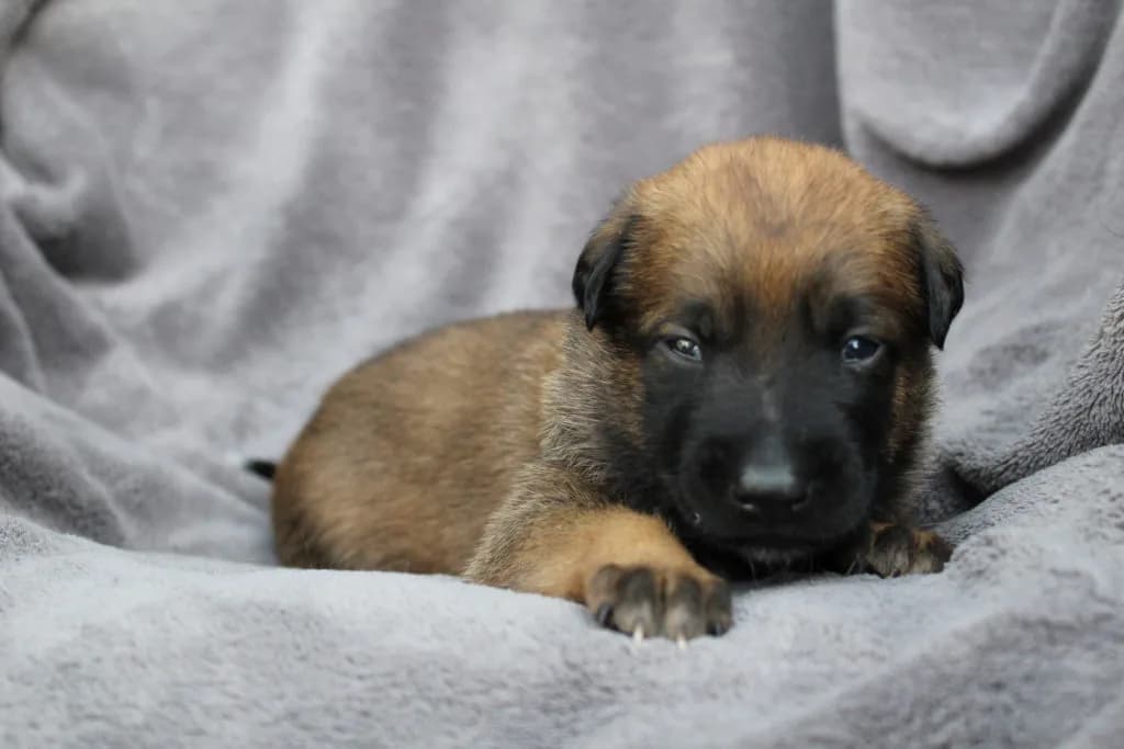 “A” Litter photo 40