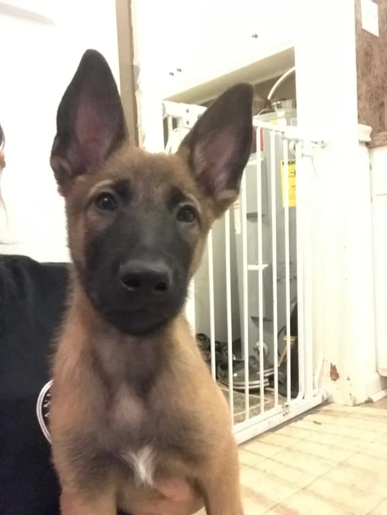 “A” Litter photo 71