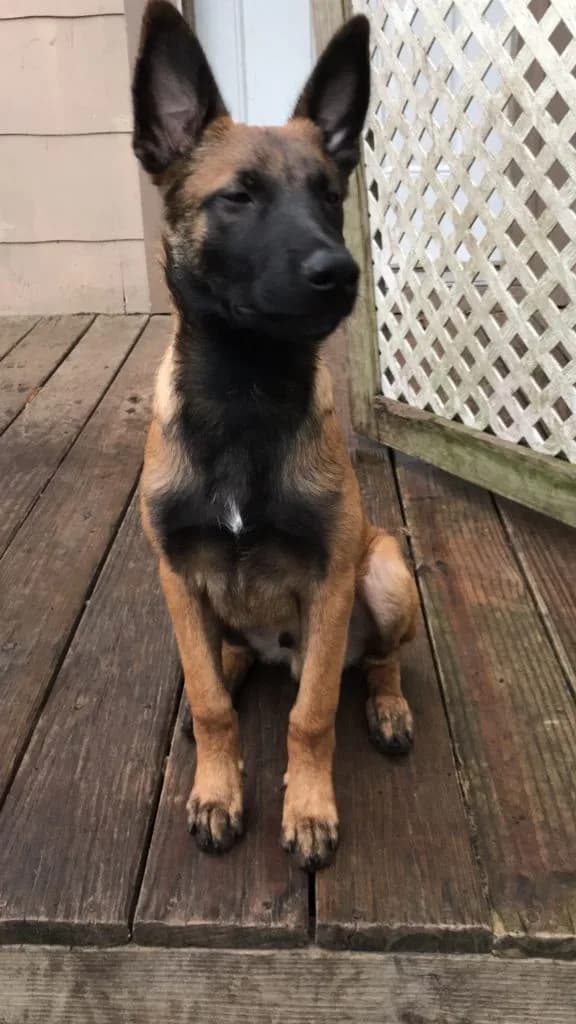“A” Litter photo 82