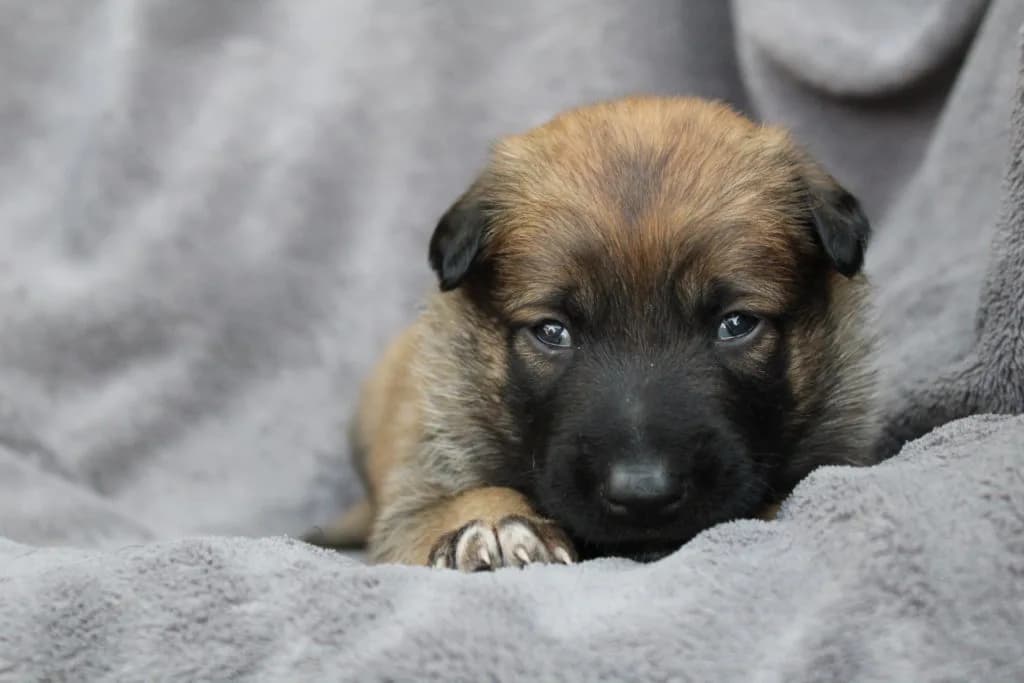 “A” Litter photo 50