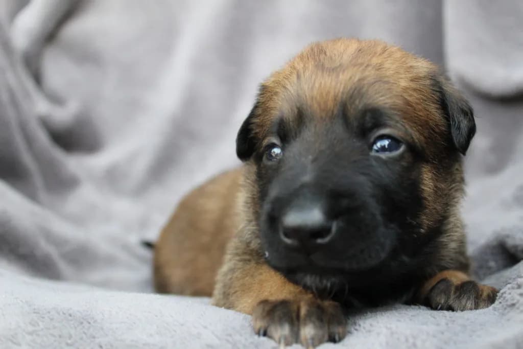 “A” Litter photo 39