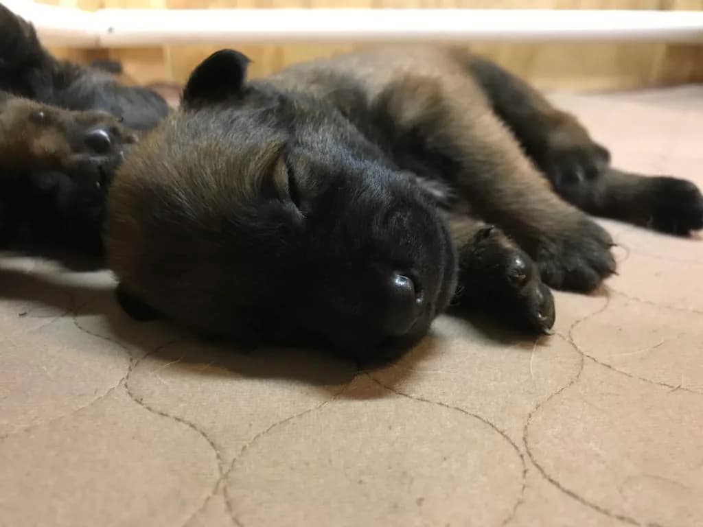 “A” Litter photo 26