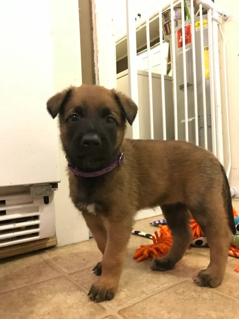 “A” Litter photo 68