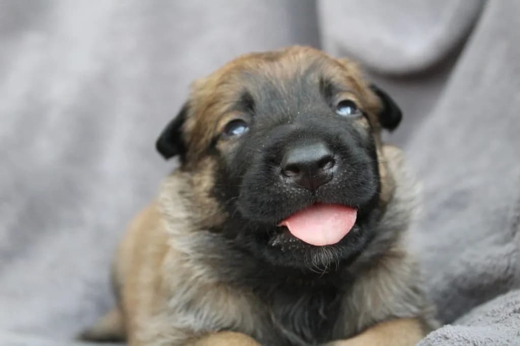 “A” Litter photo 45